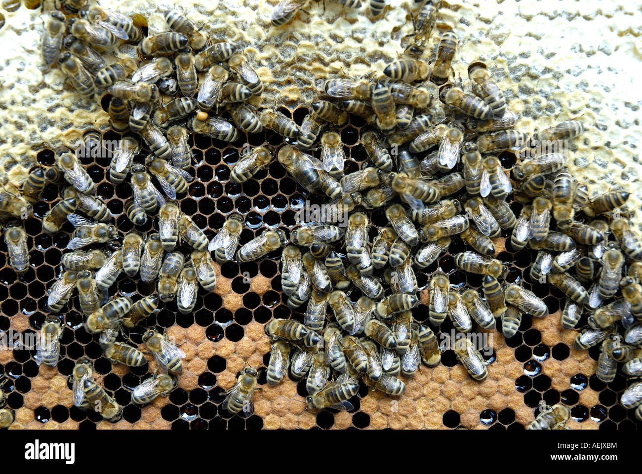 Honeycomb with bees hatching larvae in the center surrounded by covered honeycells Stock Photo