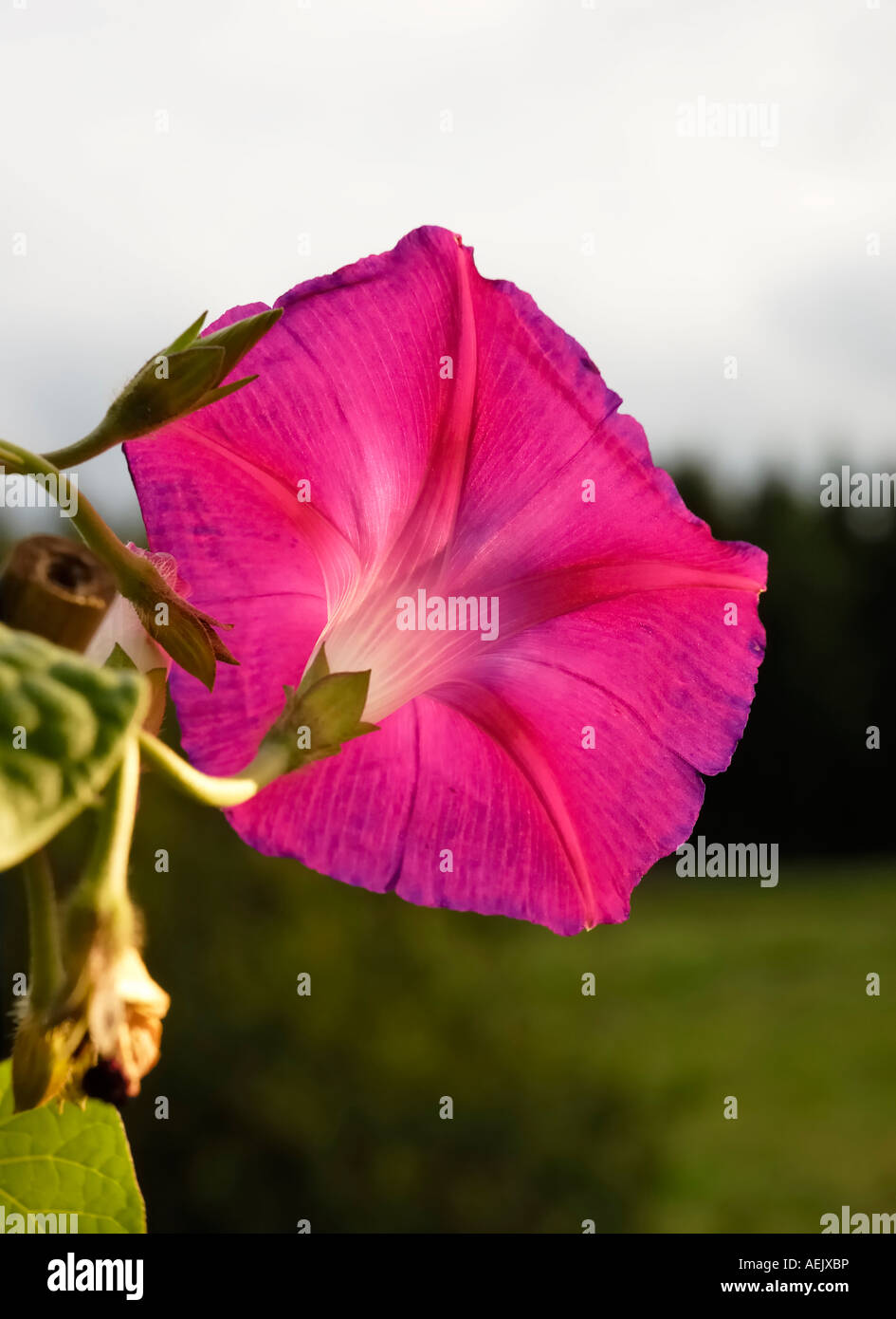 Purple flower of Ipomeae violacea, Convolvulariaceae in state of decline Stock Photo