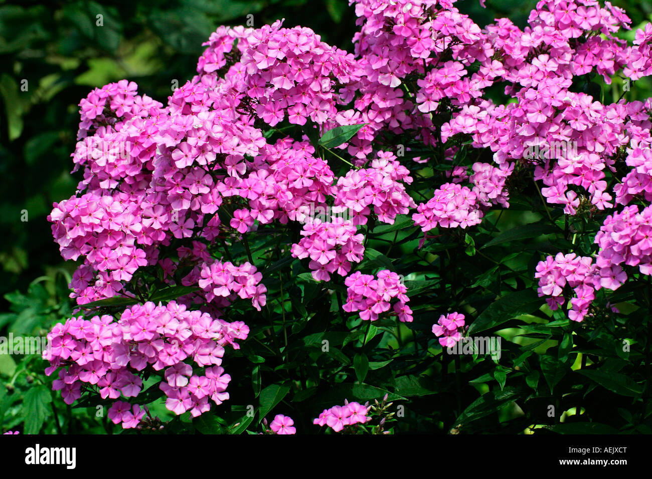 Flowering Garden Phlox - Summer Phlox (Phlox paniculata) Stock Photo