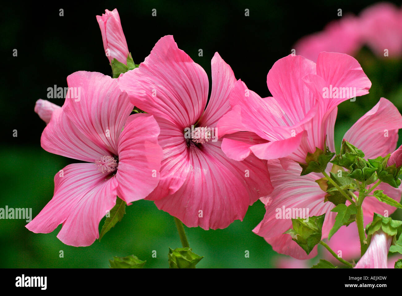Flowering Rose Mallow Silver Cup (Lavatera trimestris Silver Cup) Stock Photo