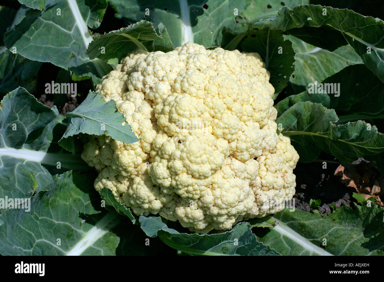 Cauliflower - vegetable (Brassica oleracea var. botrytis) Stock Photo