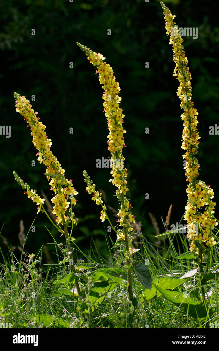 Flowering Dark Mulleins (Verbascum nigrum) Stock Photo