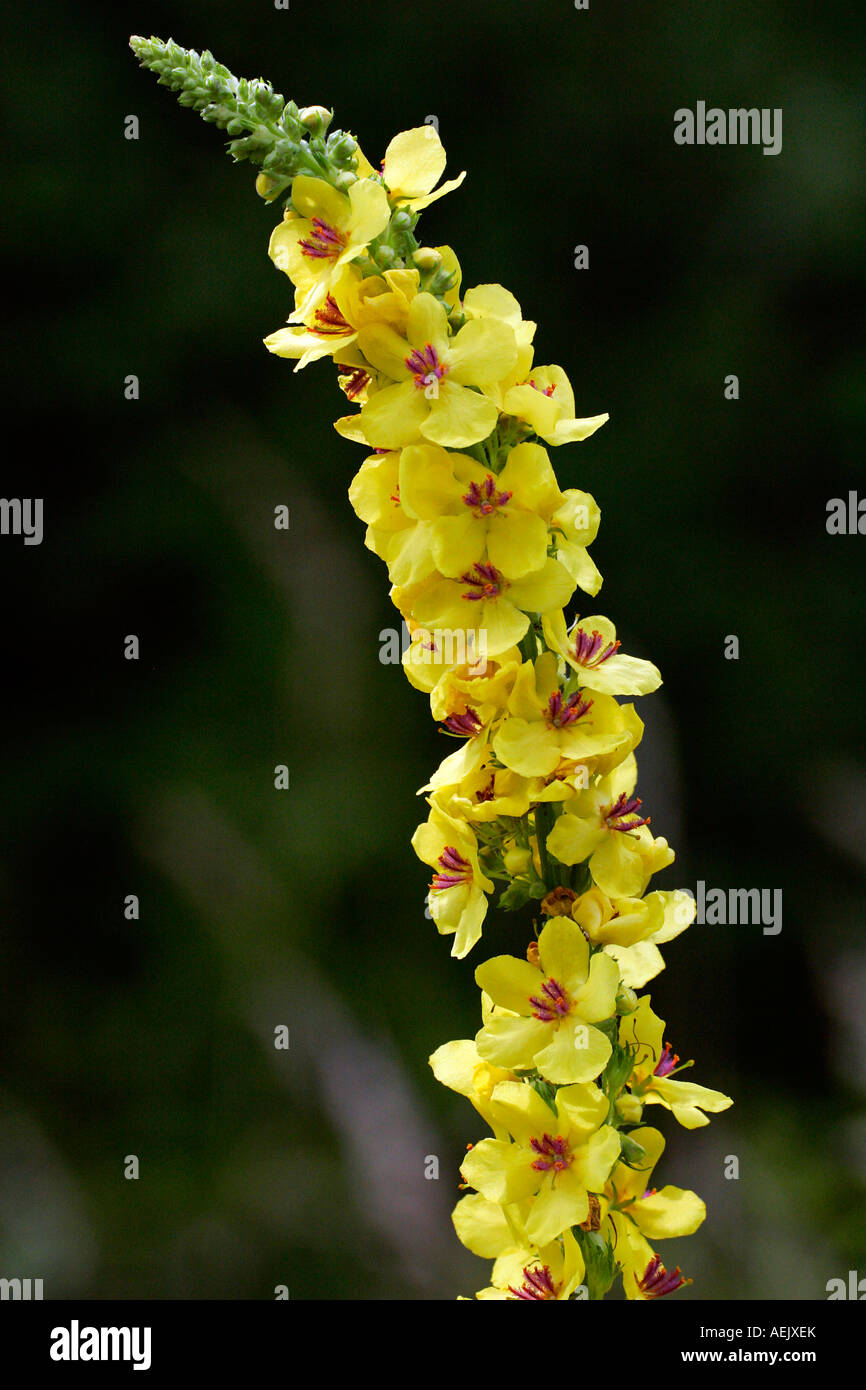 Flowering Dark Mullein (Verbascum nigrum) Stock Photo