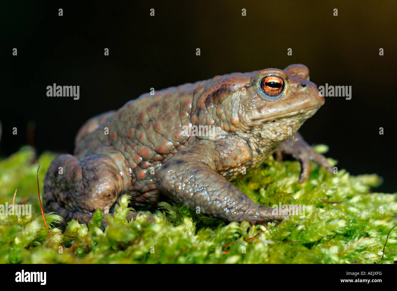 European common toad (Bufo bufo) Stock Photo