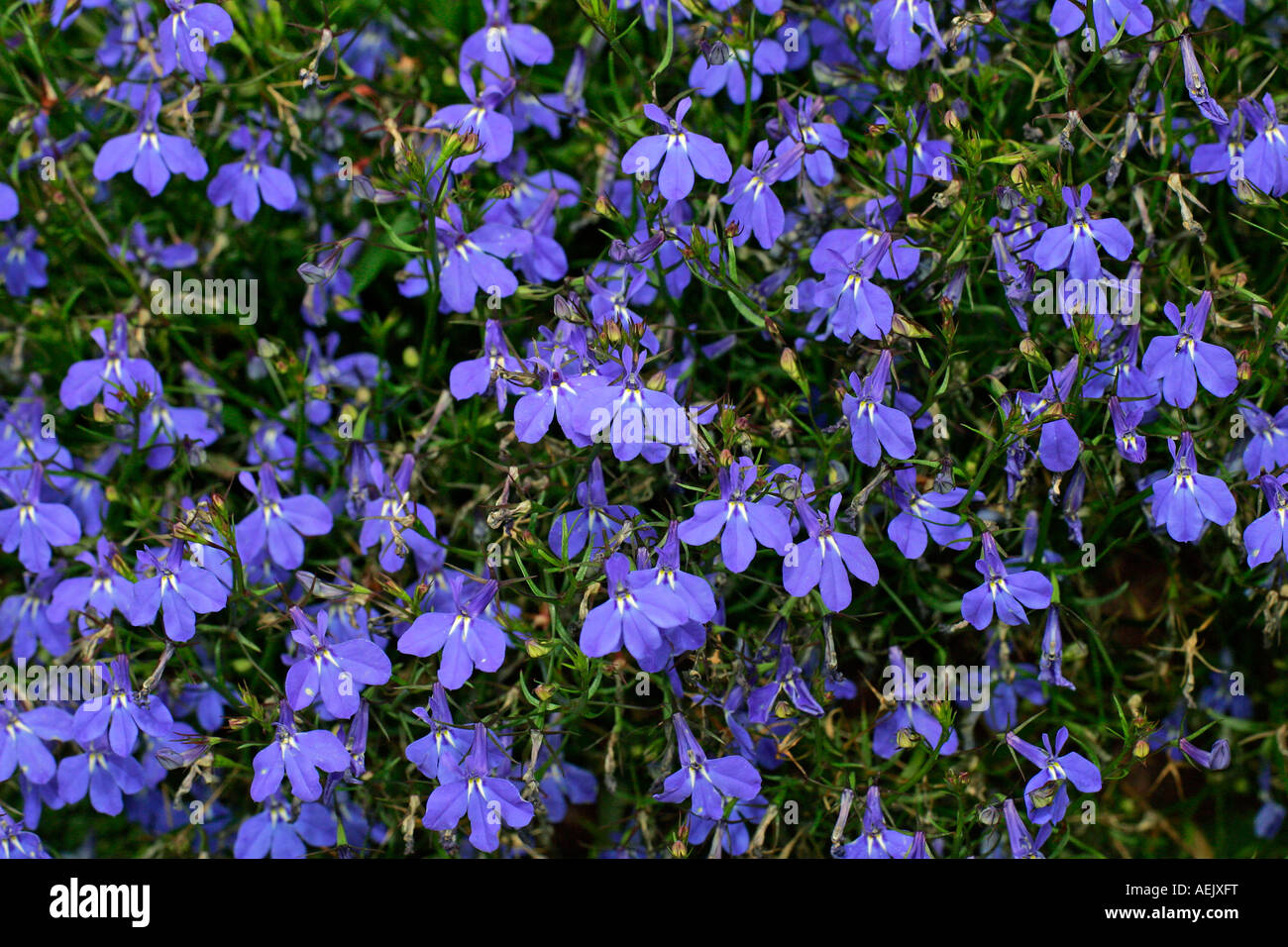 Flowering hanging lobelia (Lobelia erinus cultivar Richardii) (Lobelia Richardii) Stock Photo