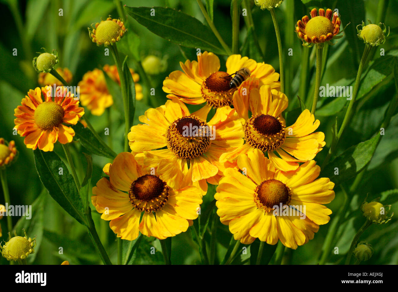 Flowering sneezeweed (Helenium Hybride) Stock Photo