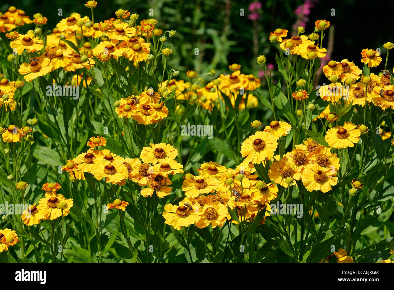 Flowering sneezeweed (Helenium Hybride) Stock Photo