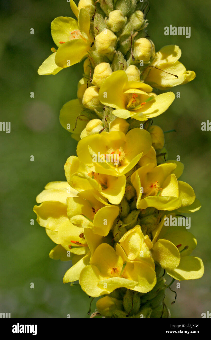 Flowering White Mullein - Aaron´s Rod (Verbascum thapsus) Stock Photo