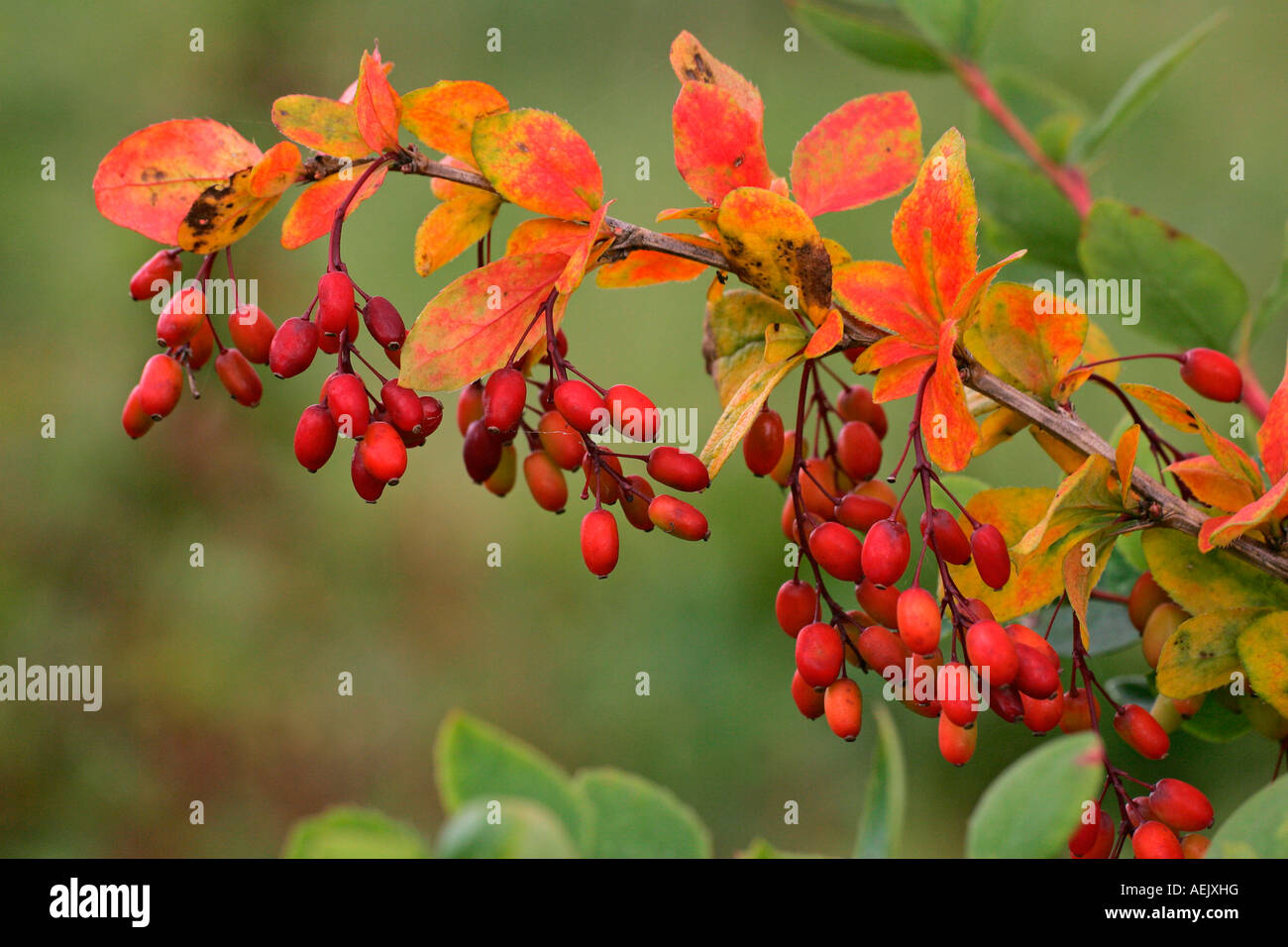Common barberry with fruits (Berberis vulgaris) Stock Photo
