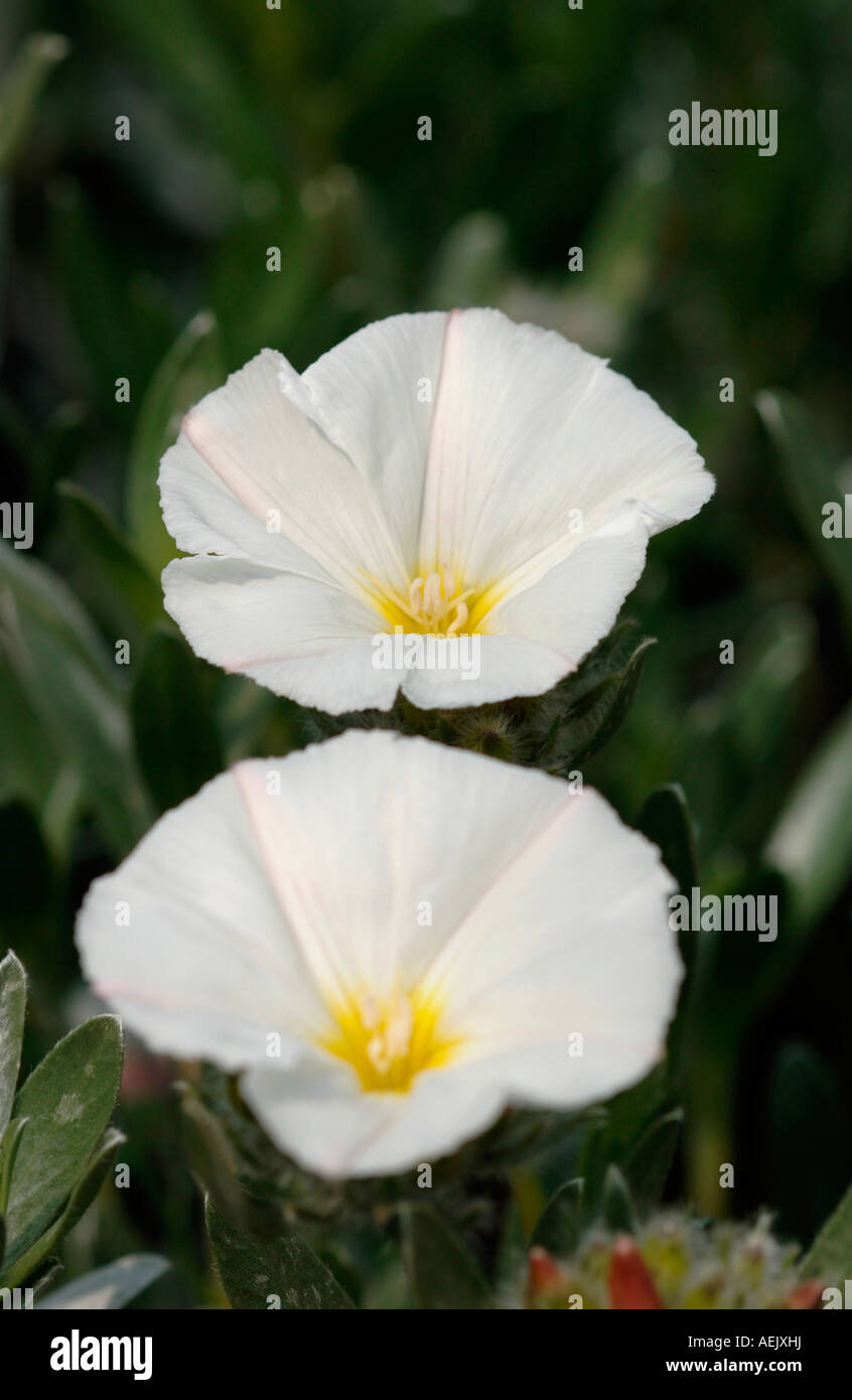 Convolvulus Sepium Flowers. Stock Photo