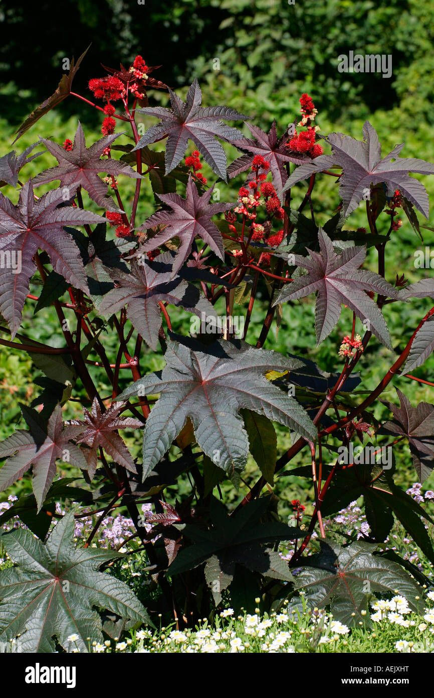Castor oil plant with fruits - poisonous plant - medicinal plant (Ricinus communis) Stock Photo