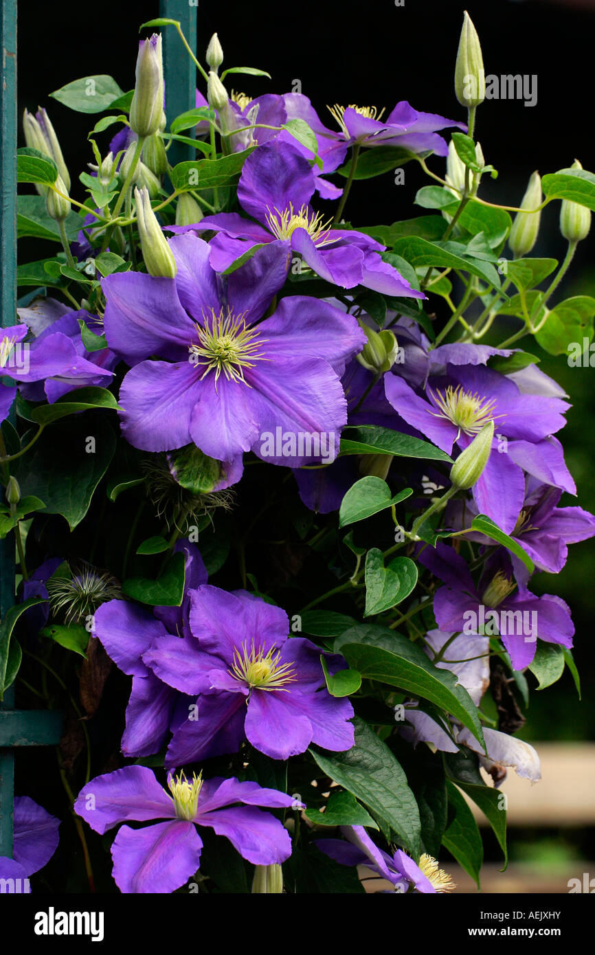 purple palace vining purple palace vining