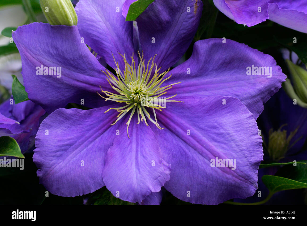 Flowering clematis (Clematis) Stock Photo