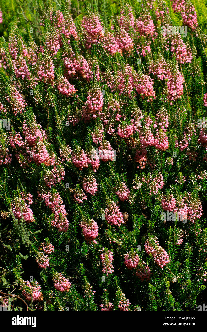 Flowering cornish heath cultivar St. Keverne (Erica vagans St. Keverne) Stock Photo