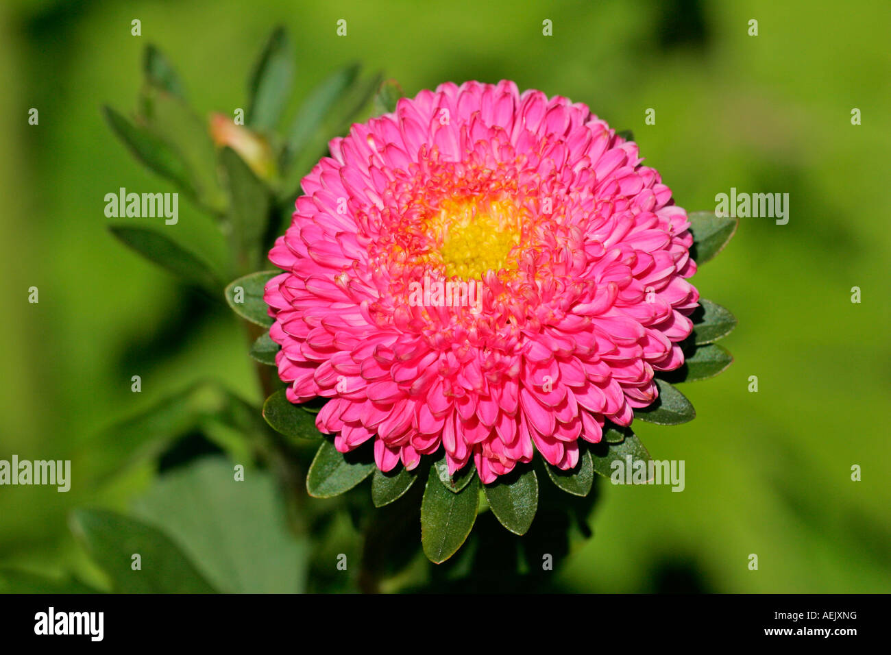 Flowering china aster - blossom close up (Callistephus chinensis) Stock Photo