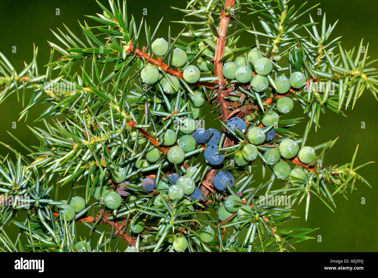 Common juniper - branch with fruits - juniper berrys (Juniperus communis) - Lueneburg heath, Lower Saxony, Germany, Stock Photo