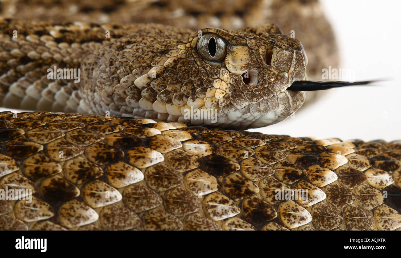 Mexican rattle snake (Crotalus) darting Stock Photo