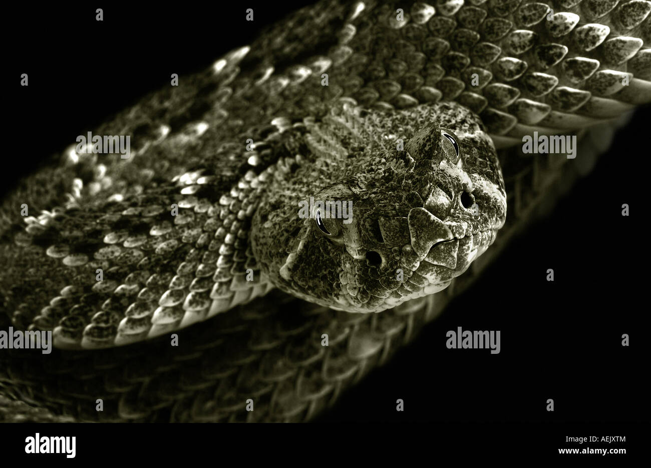 Mexican rattle snake (Crotalus), black and white Stock Photo