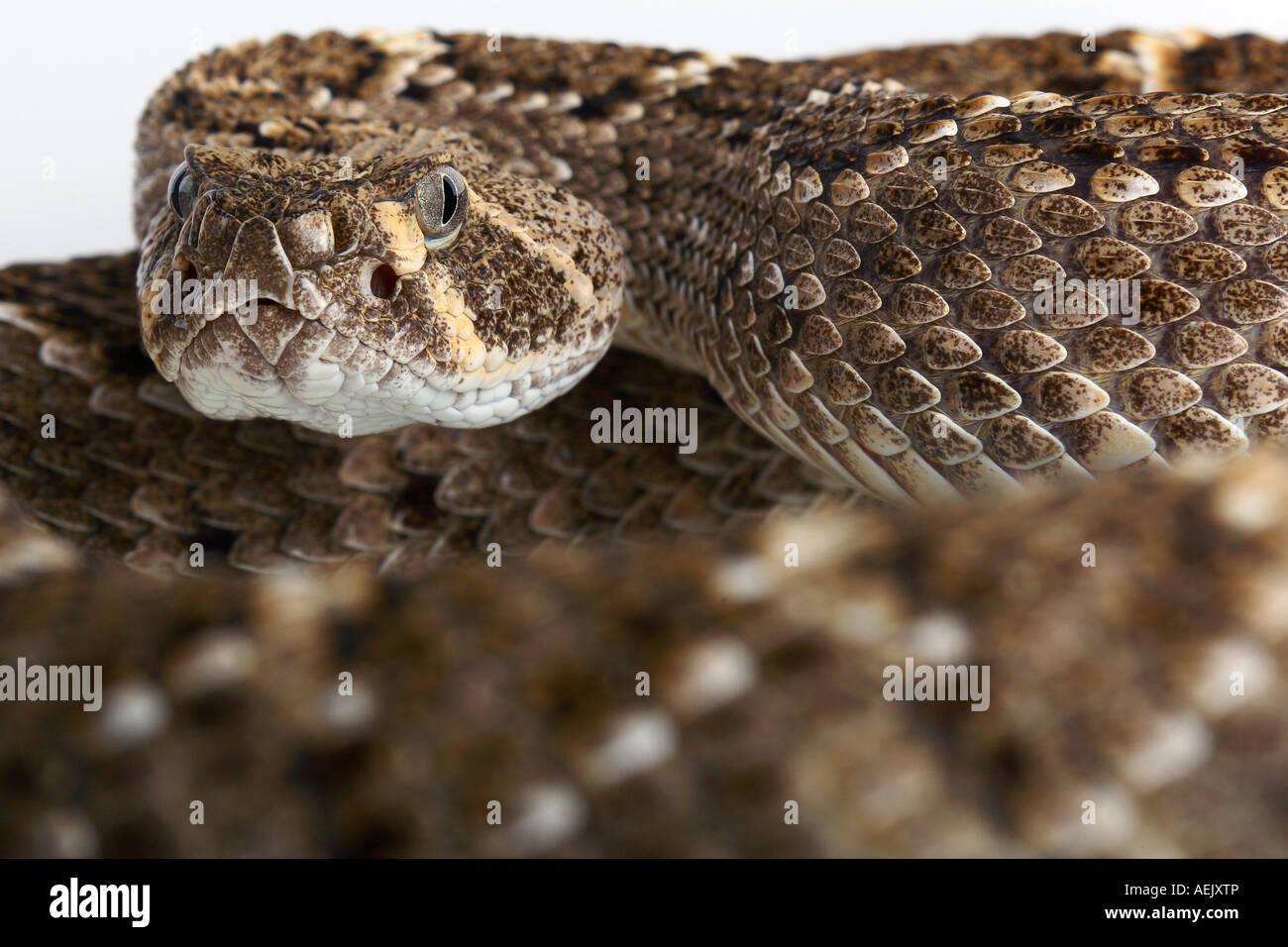 Mexican rattle snake (Crotalus) Stock Photo