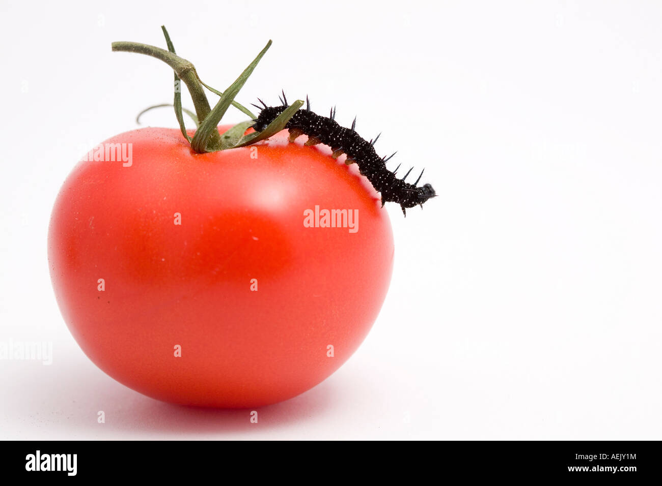 Caterpillar (Inachis io) and tomato (Solanum lycopersicum) Stock Photo