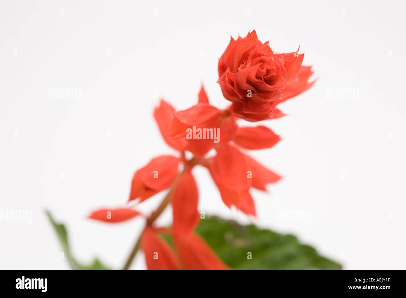 Salvia splendens plant Stock Photo