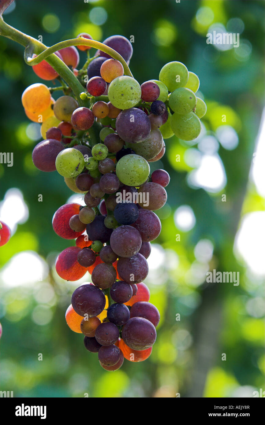 Unripe grape Stock Photo