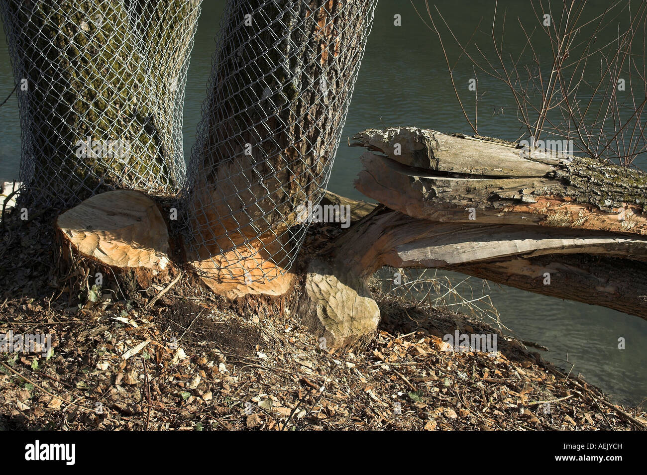 Beaver tracks and protections at the Rhine bank, canton Schaffhausen, Switzerland Stock Photo