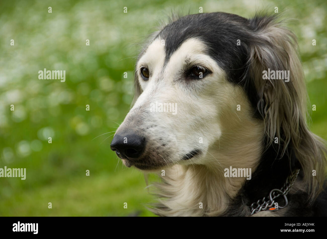 Saluki sighthound Stock Photo