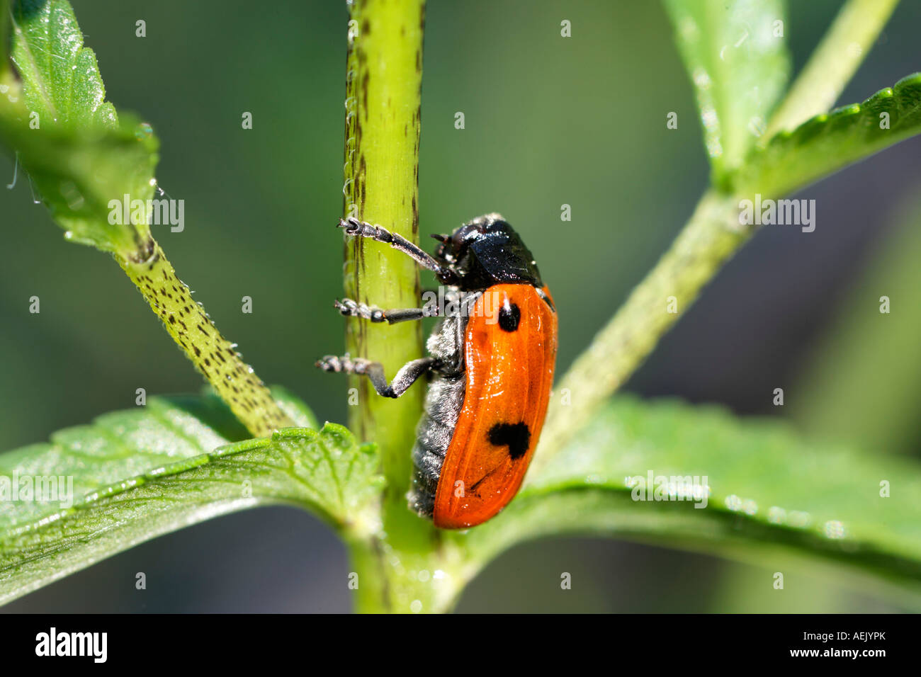Leaf beetle, Clytra quadripunctata Stock Photo