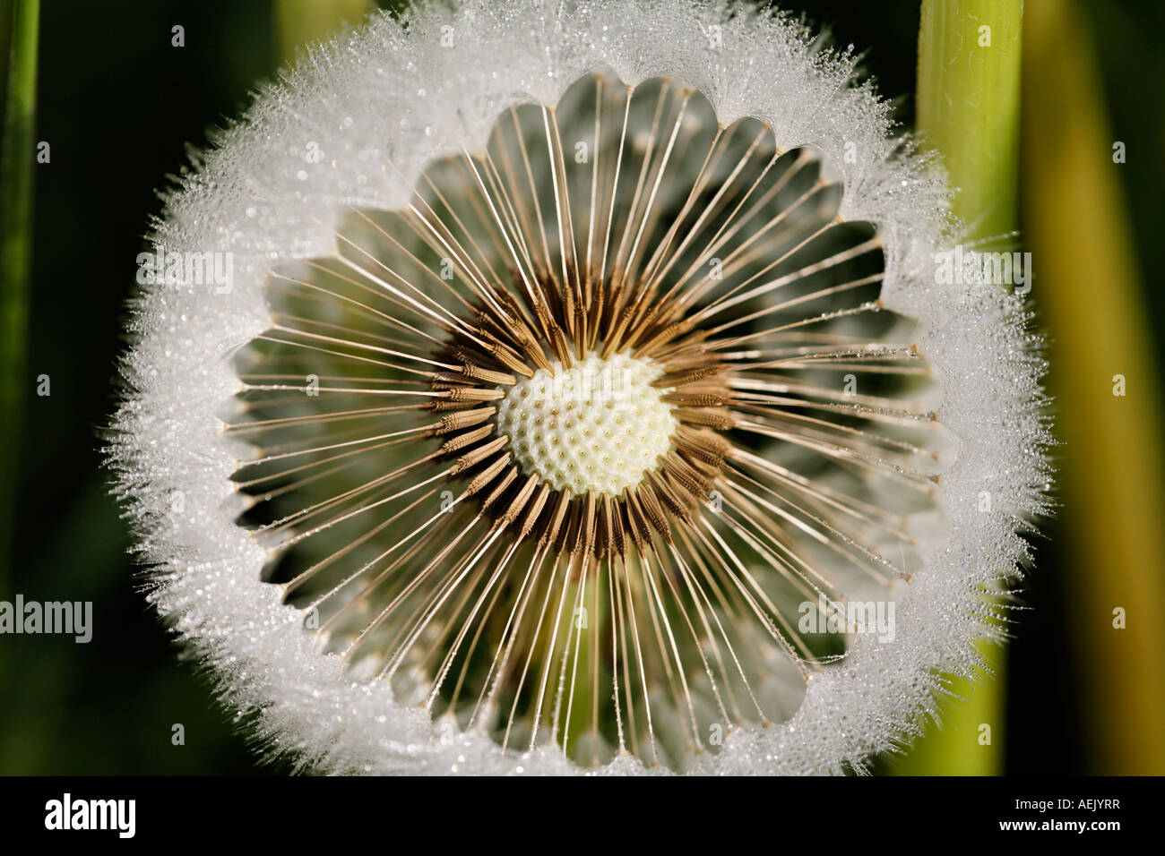 Seedhead clock dandelion, Taraxacum officinale Stock Photo