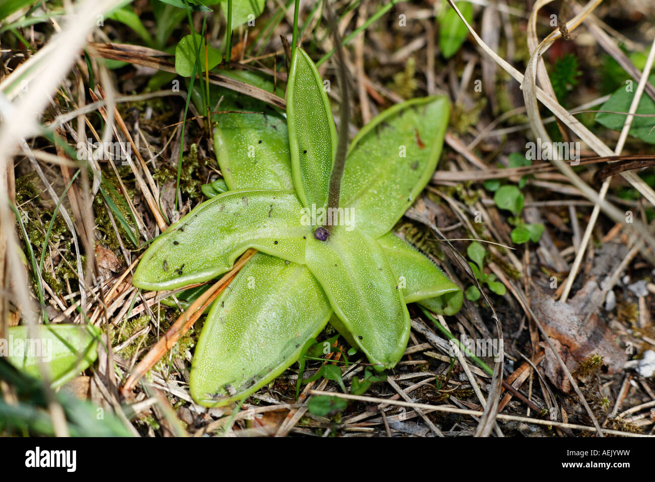Common Butterwort, Pinguicula vulgaris, carnivorous plant Stock Photo