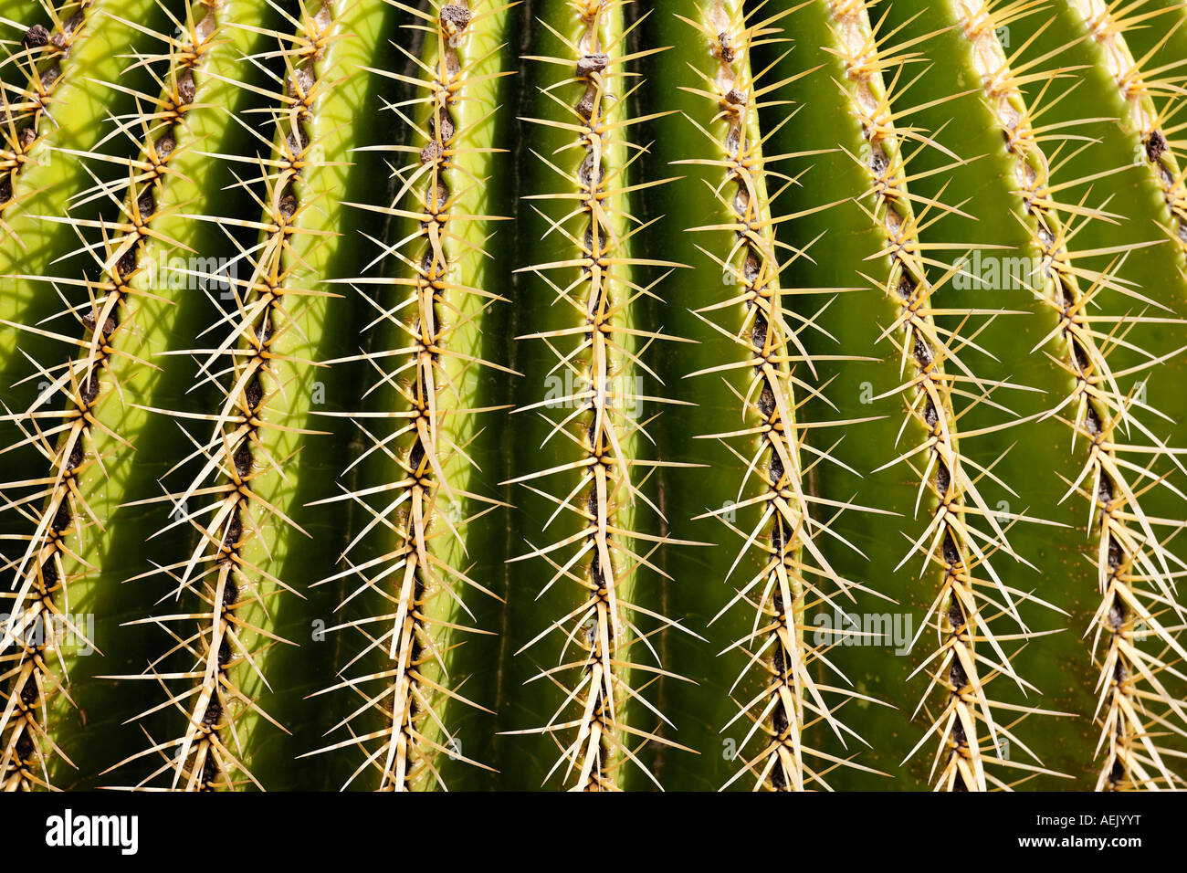 Golden Barrel Cactus, Golden Ball, Mother-in-Law's Cushion, Echinocactus grusonii Stock Photo