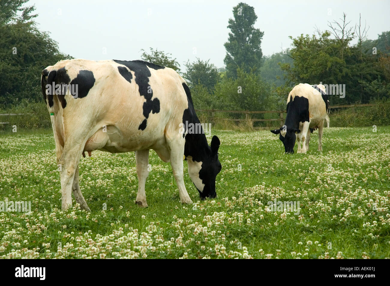 Friesian Cows Stock Photo