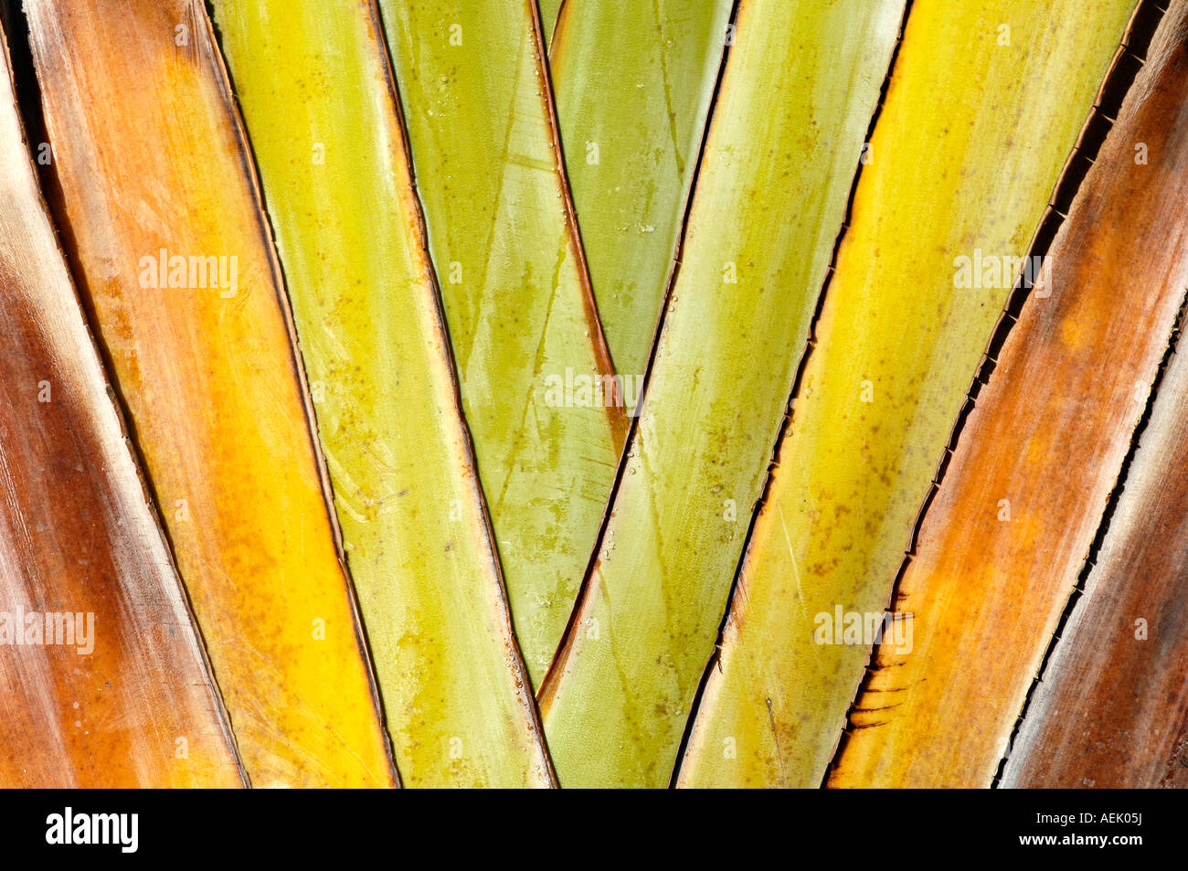 Leaf of a palm Stock Photo