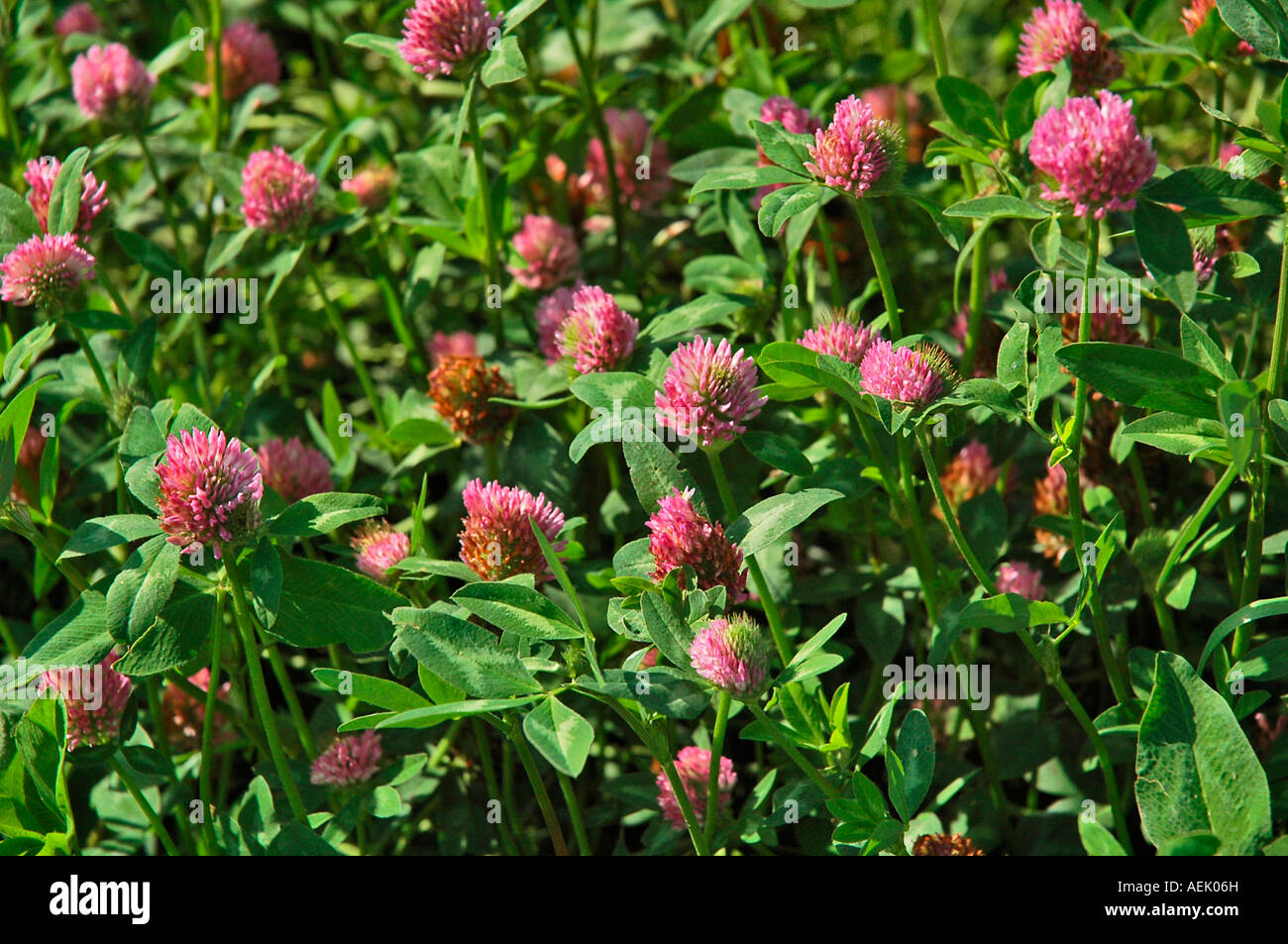 Red clover Trifolium pratense Stock Photo