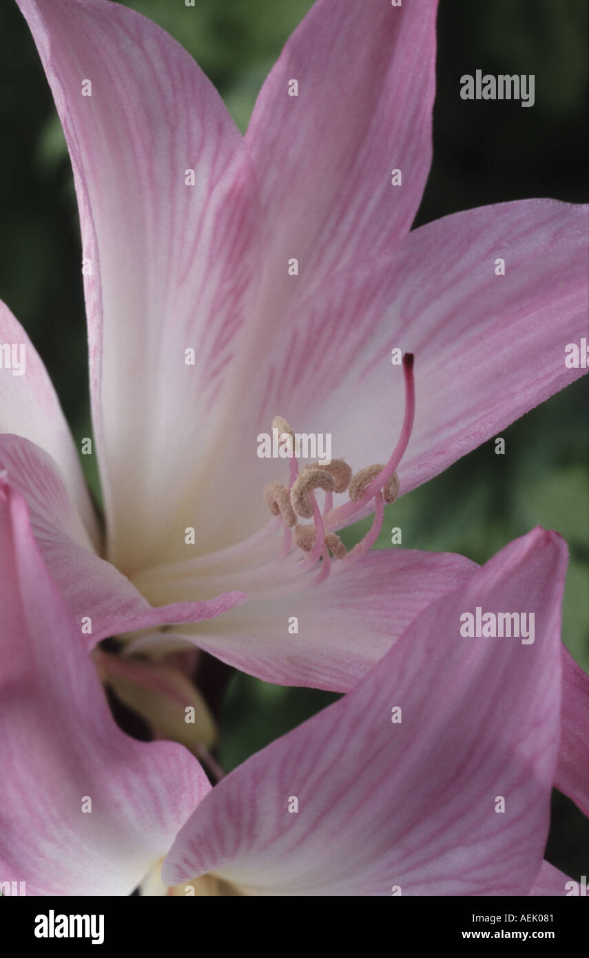 Amaryllis belladonna. AGM Stock Photo