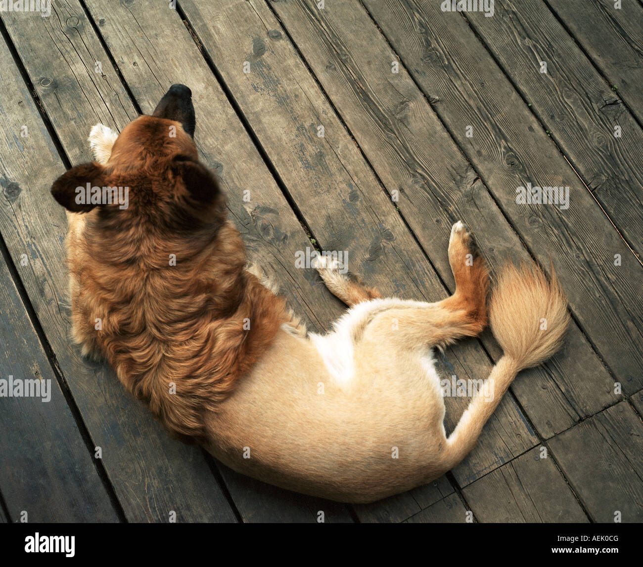 Sheepdog mongrel shorn like a lion Stock Photo