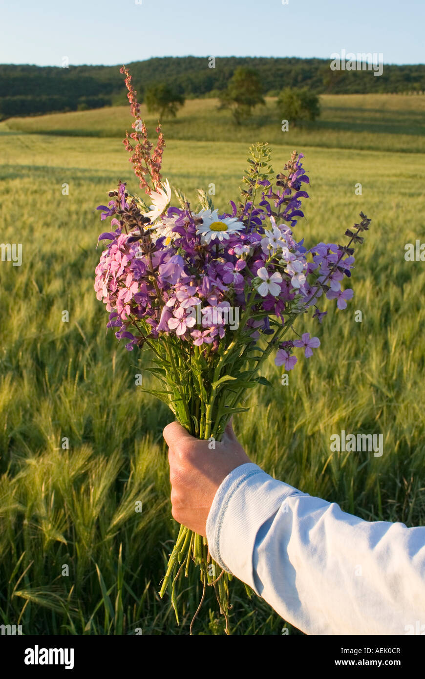 Picked bunch of flowers in spring, Franconia, Bavaria, Germany Stock Photo