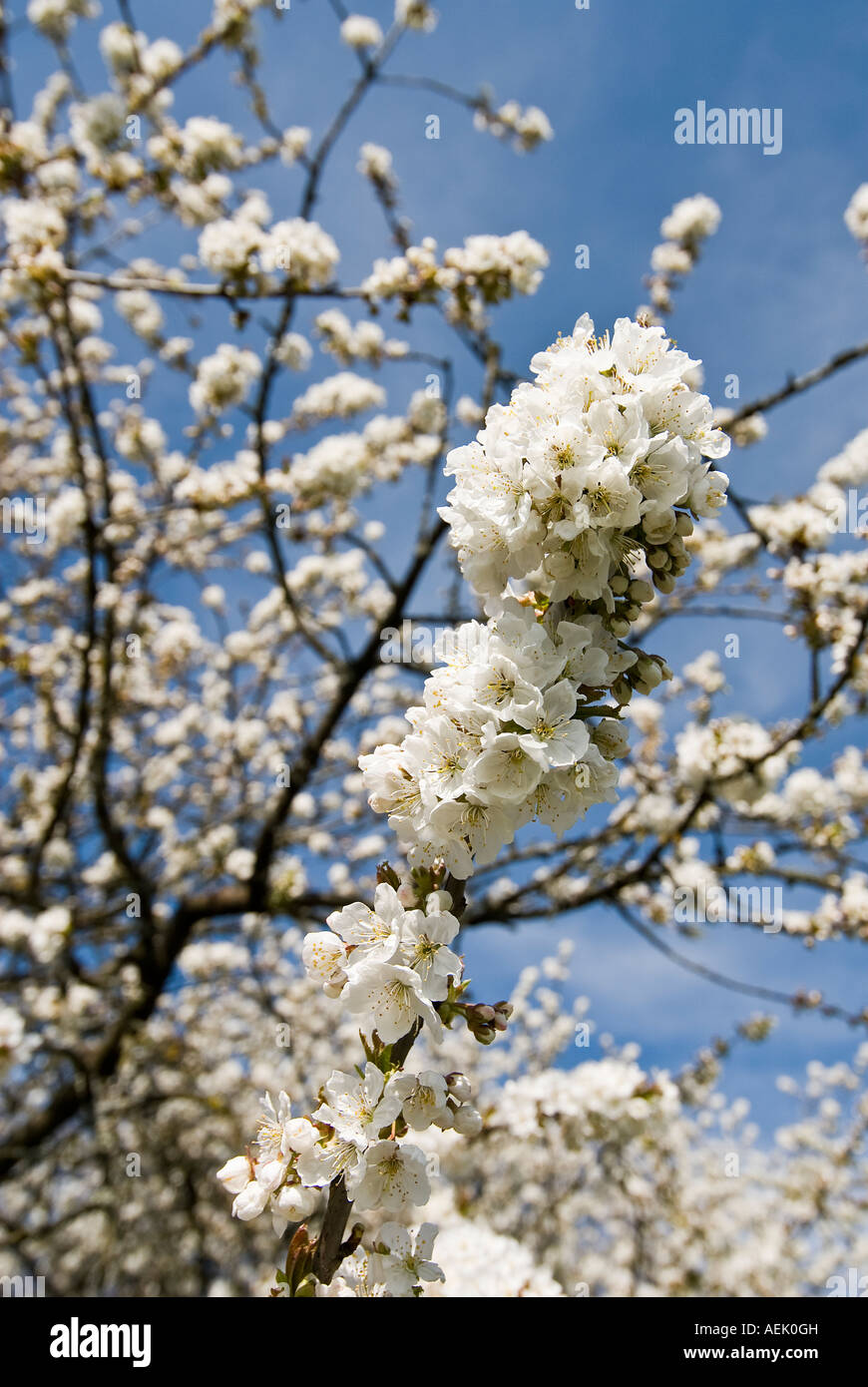 Cherry blossom hi-res stock photography and images - Alamy