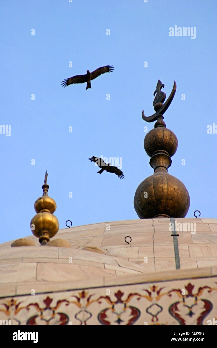 Two 'Black Kites' soar above the finial of the Taj Mahal Agra Uttar  Pradesh India Stock Photo