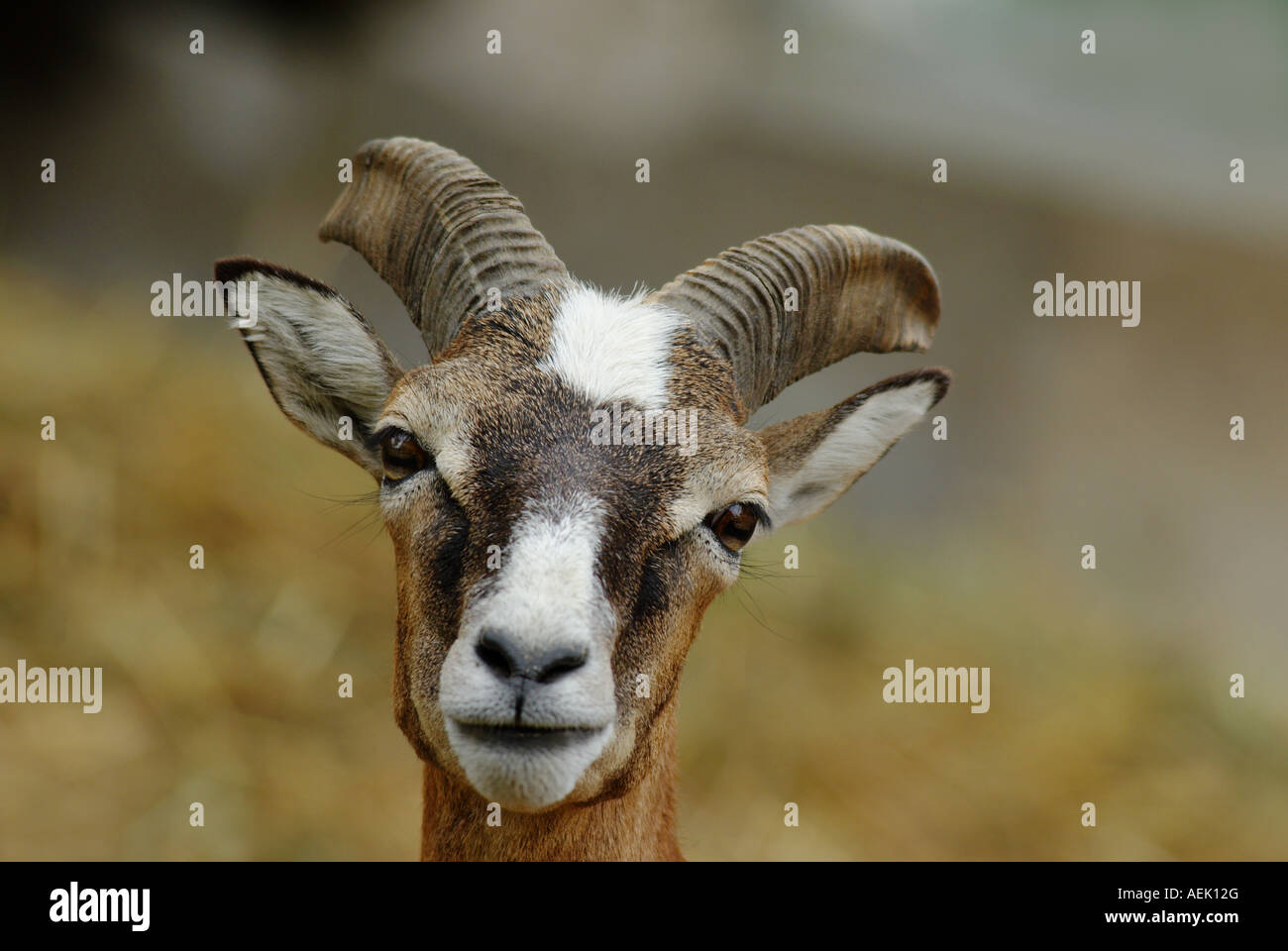 Mouflon (ovis ammon musimon) female Stock Photo