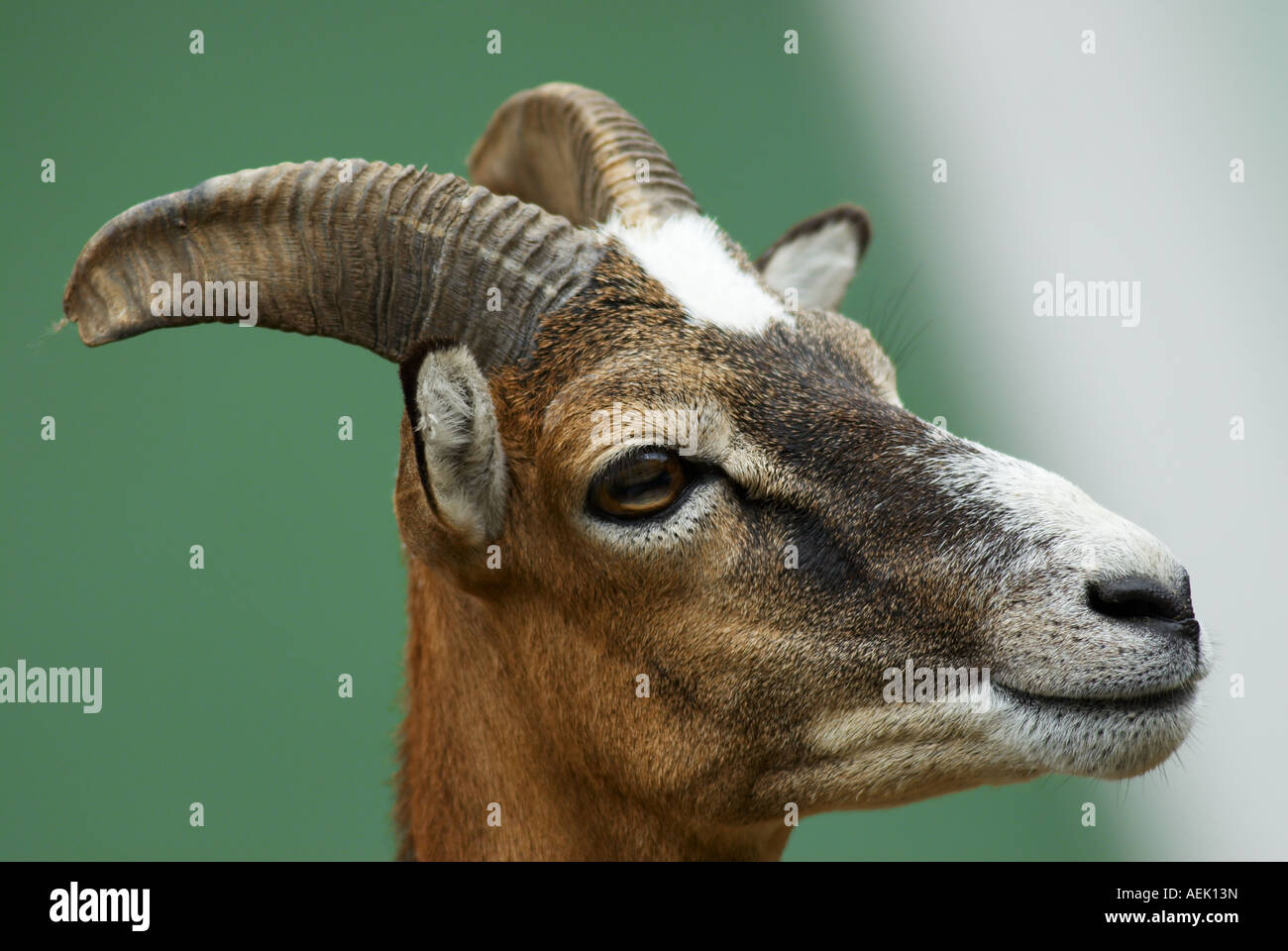 Female mouflon (ovis ammon musimon) Stock Photo