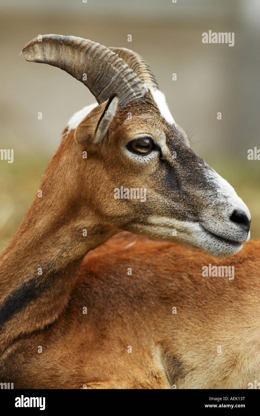 Emale mouflon (ovis ammon musimon) Stock Photo