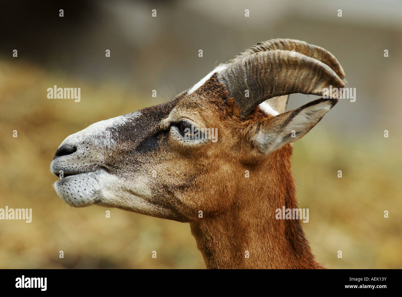 Emale mouflon (ovis ammon musimon) Stock Photo