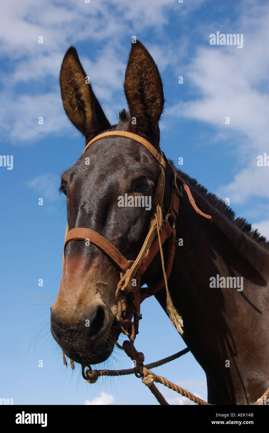 Molokai mule ride hi-res stock photography and images - Alamy