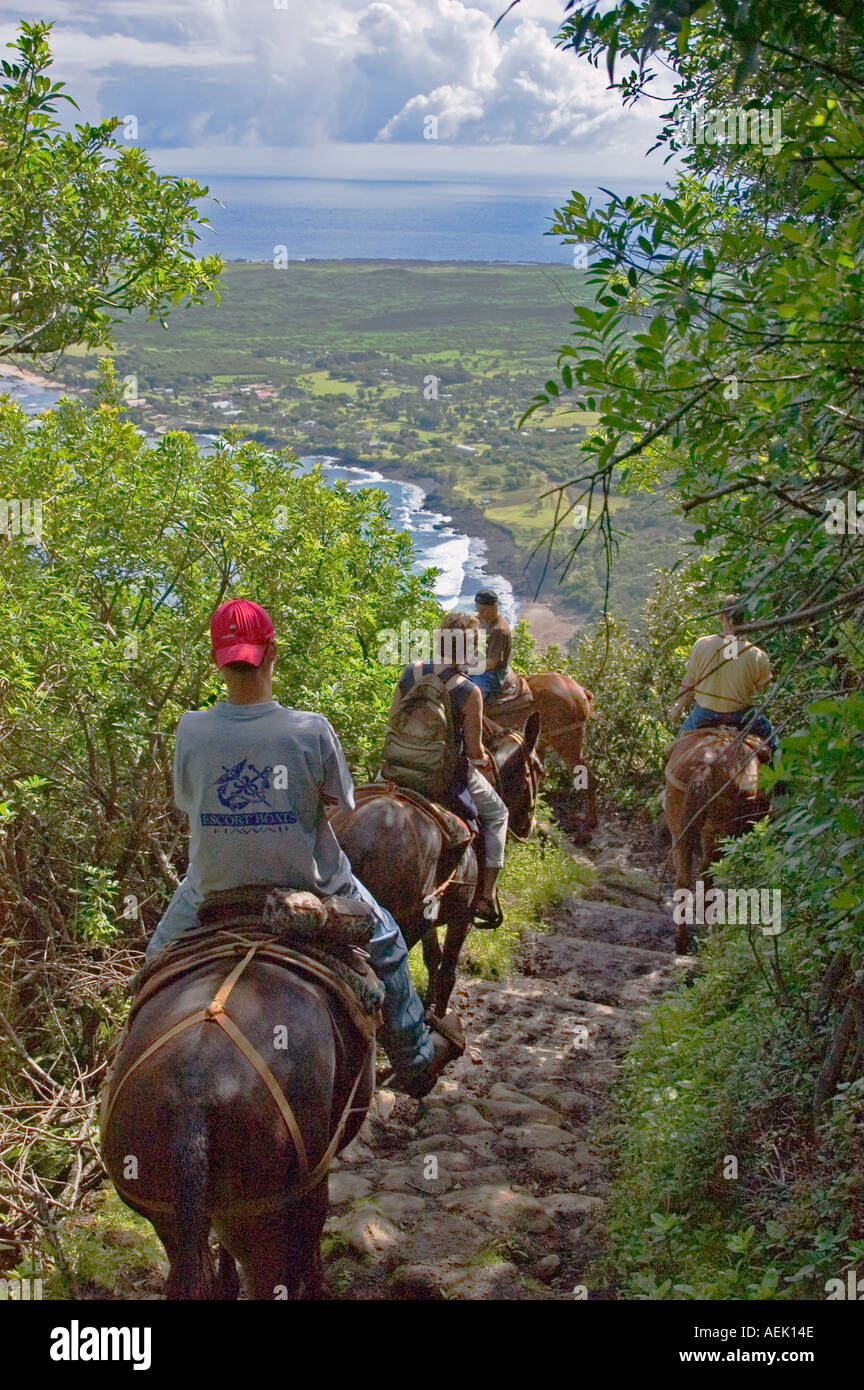 Molokai Mule Ride tour to Kalaupapa National Historic Park Molokai Hawaii Stock Photo