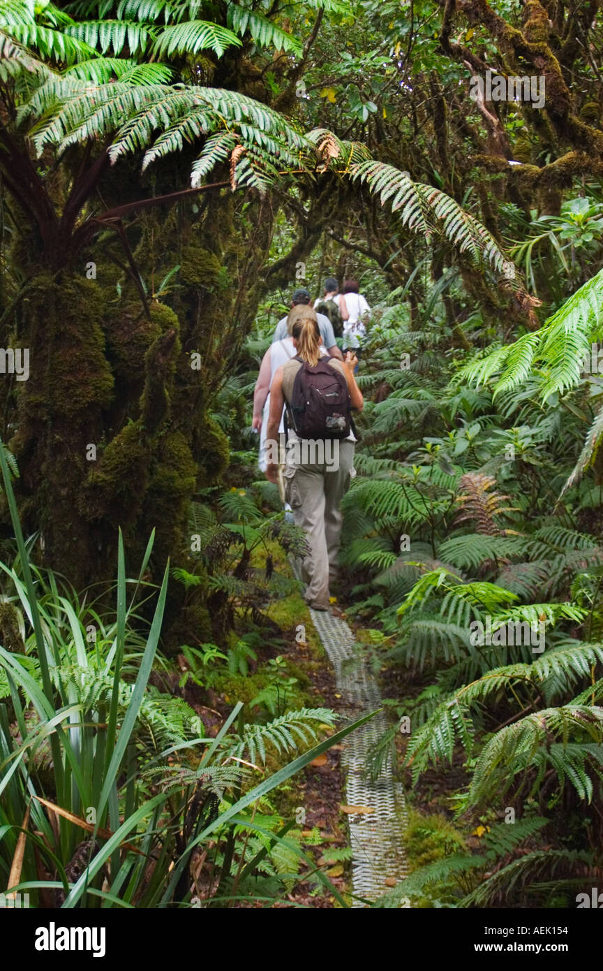Hikers on trail through rainforest at Kamakou Preserve Molokai Hawaii a