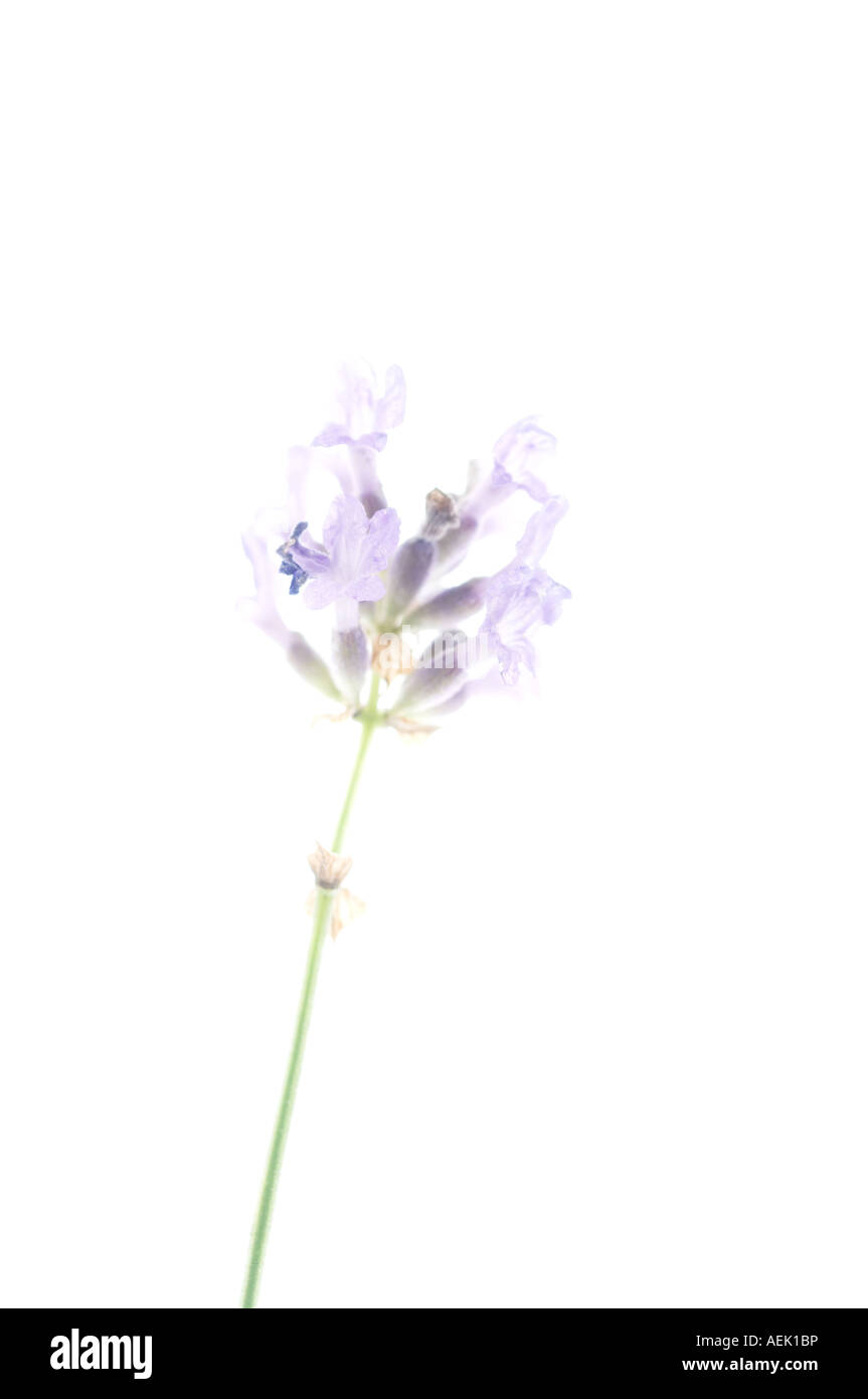 Blossom of lavender (Lavandula angustifolia) Stock Photo