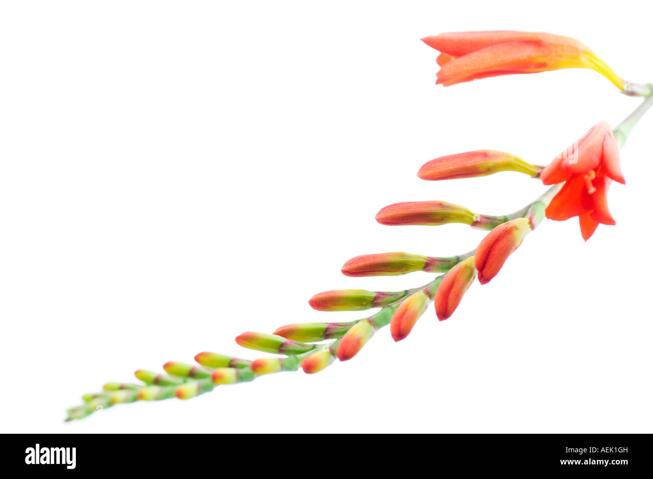 Detail from blossom of swan crocosmia (Crocosmia masonorum) Stock Photo