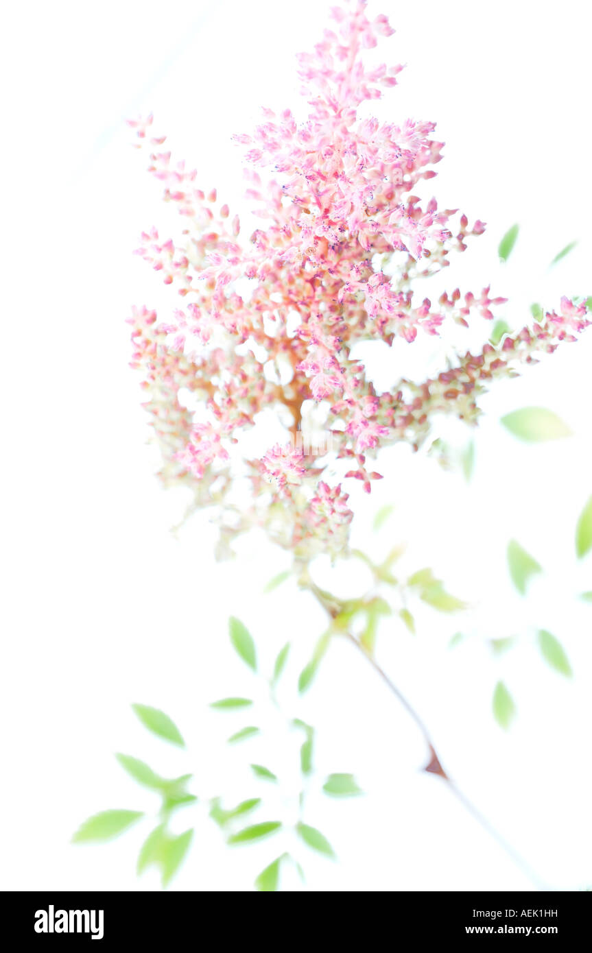 Detail from blossom of meadowsweet (Spiraea) Stock Photo